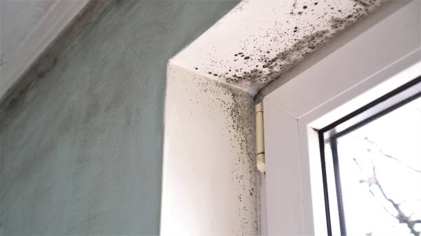 Best Emergency Mold Removal  in Browns Mills, NJ