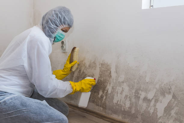 Professional Mold Removal in Browns Mills, NJ