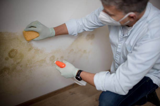 Best Mold Damage Repair  in Browns Mills, NJ