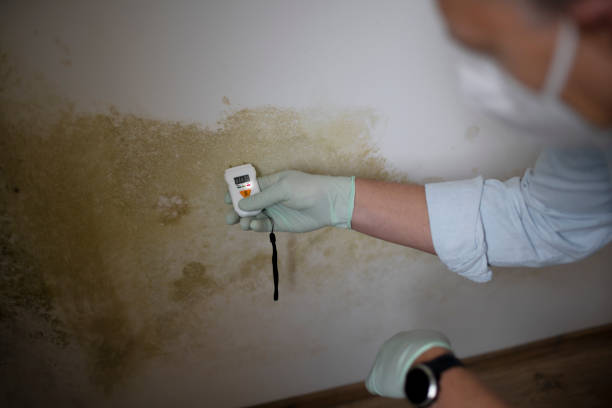 Best Mold Testing  in Browns Mills, NJ