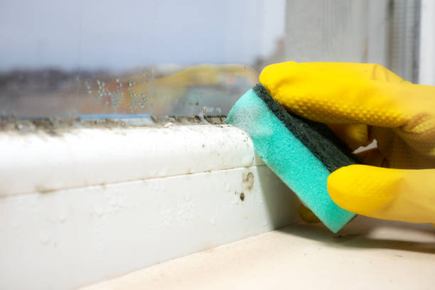 Best Local Mold Removal Service  in Browns Mills, NJ