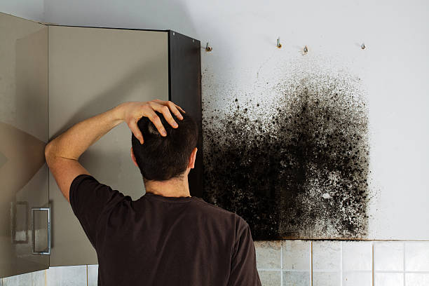 Attic Mold Removal in Browns Mills, NJ